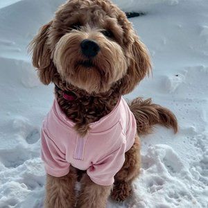 Kenley Boutique | Dog Sweater